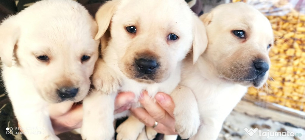 Pui labrador golden