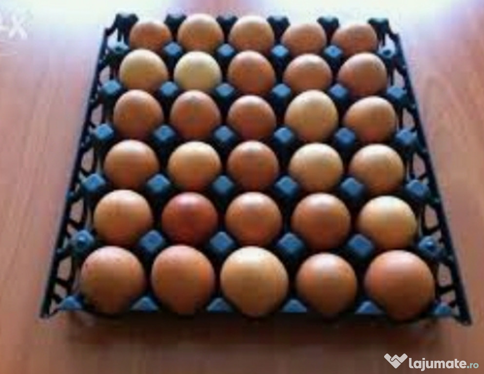 Ouă de casă