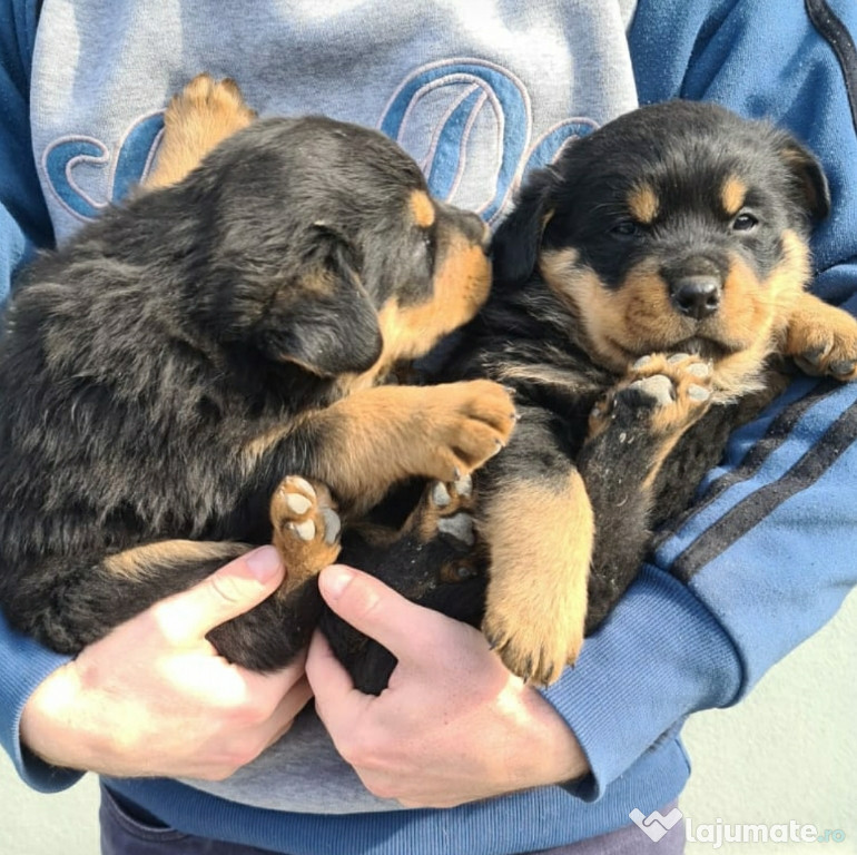 Pui catei Rottweiler