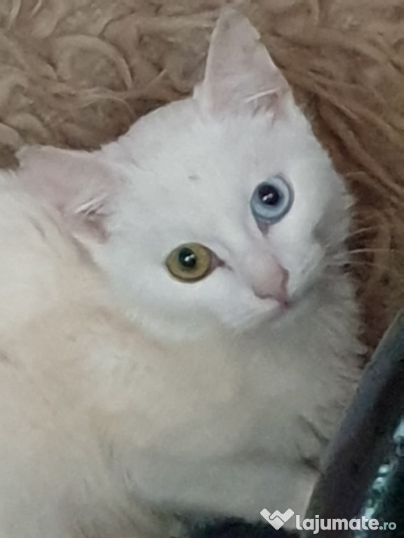 Pisoi