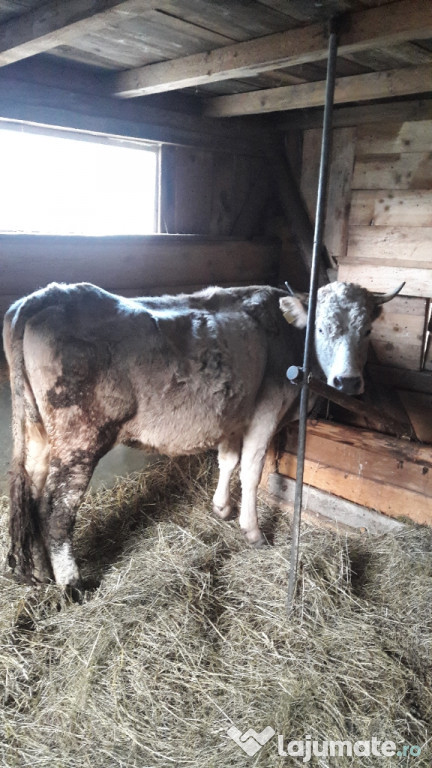 Vaca bruna austriaca