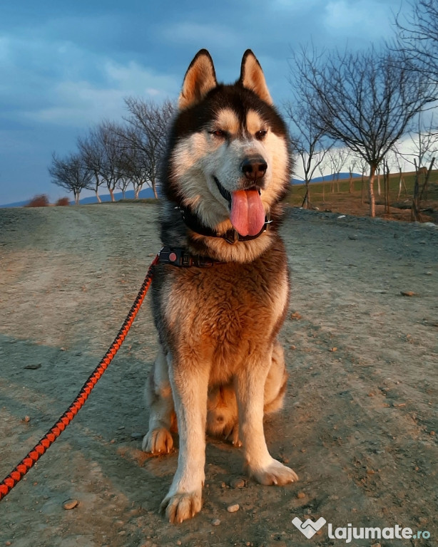 Mascul Husky Siberian