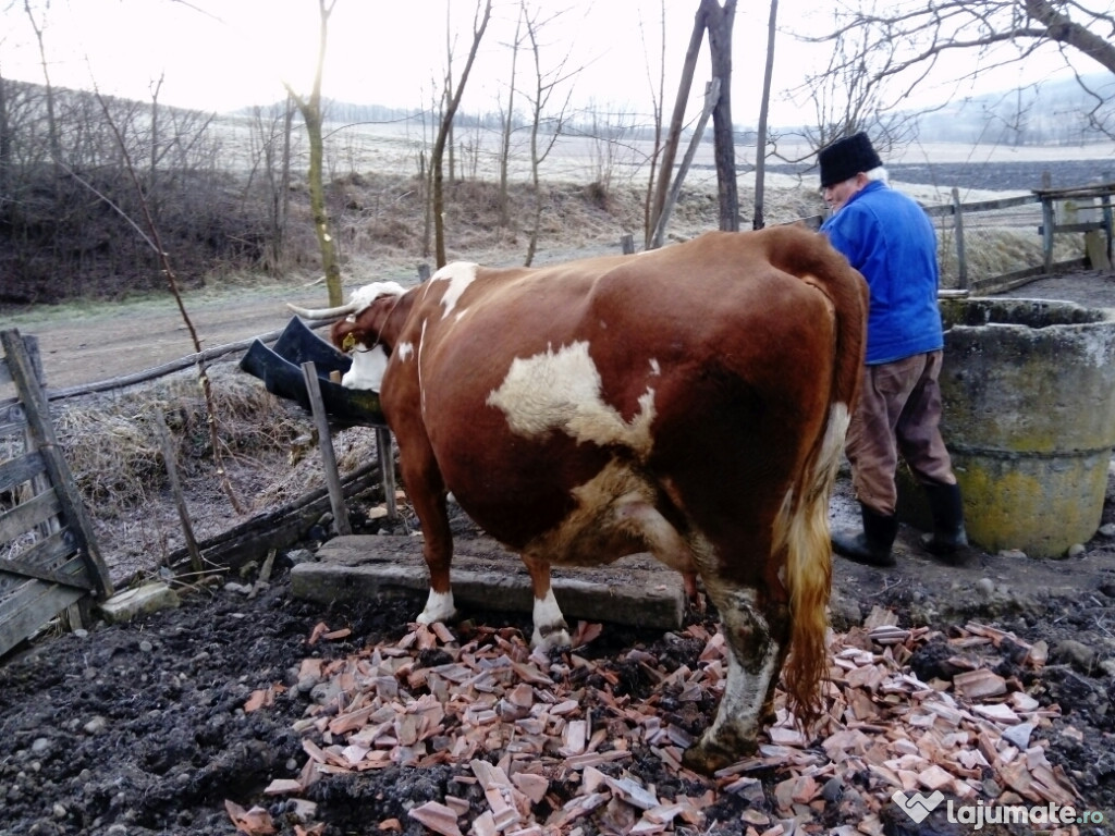 Baltata românească, așteaptă o gazdă nouă