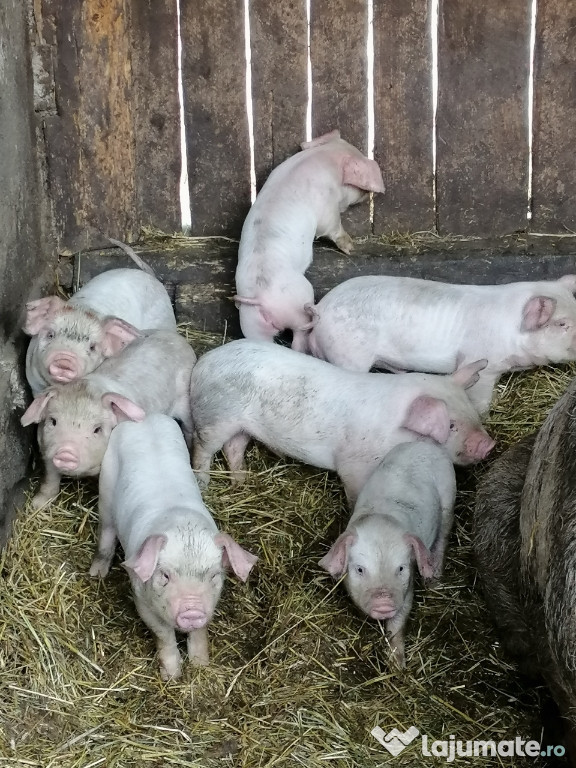 Purcei din rasa marele alb pentru carne
