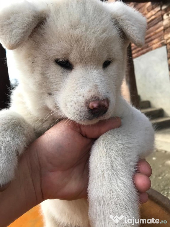 Akita Inu albi