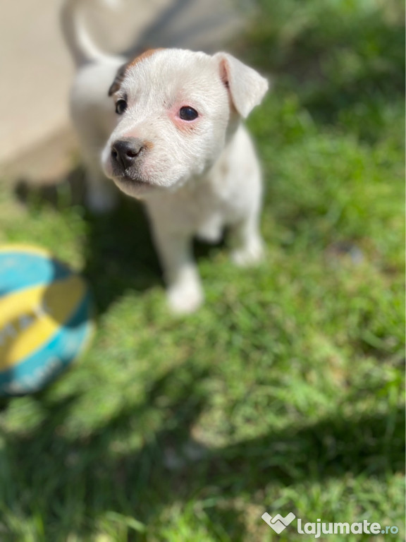 Pui Jack Russell Terrier