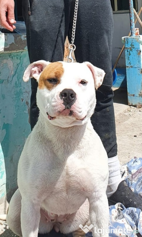Amstaff