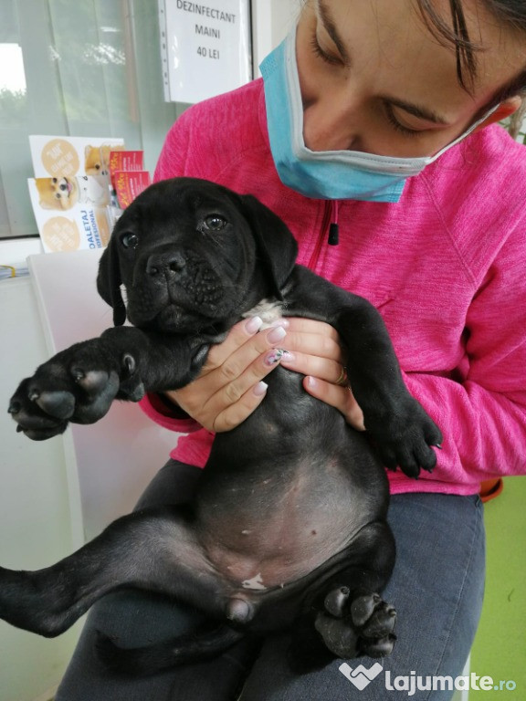 Cățeluși cane corso