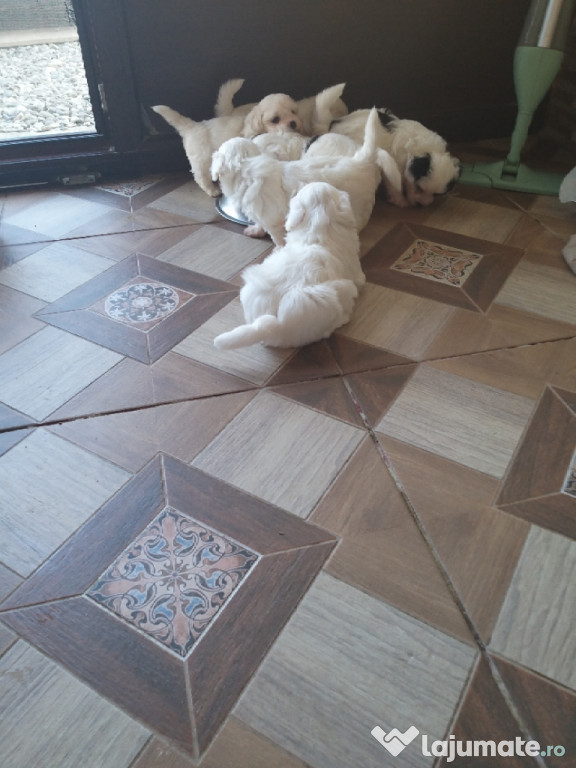 Bichoni maltezi mini