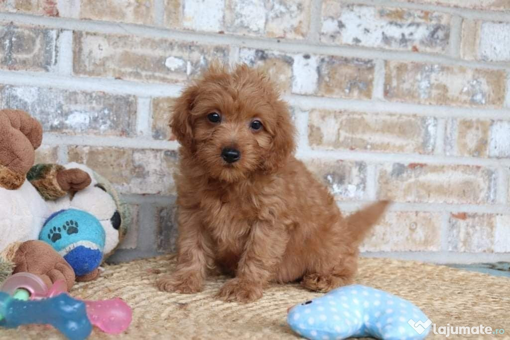 Frumosi pui Cavapoo