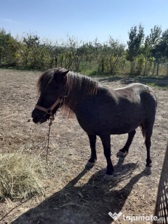 Poneita gestantă, 5 ani.