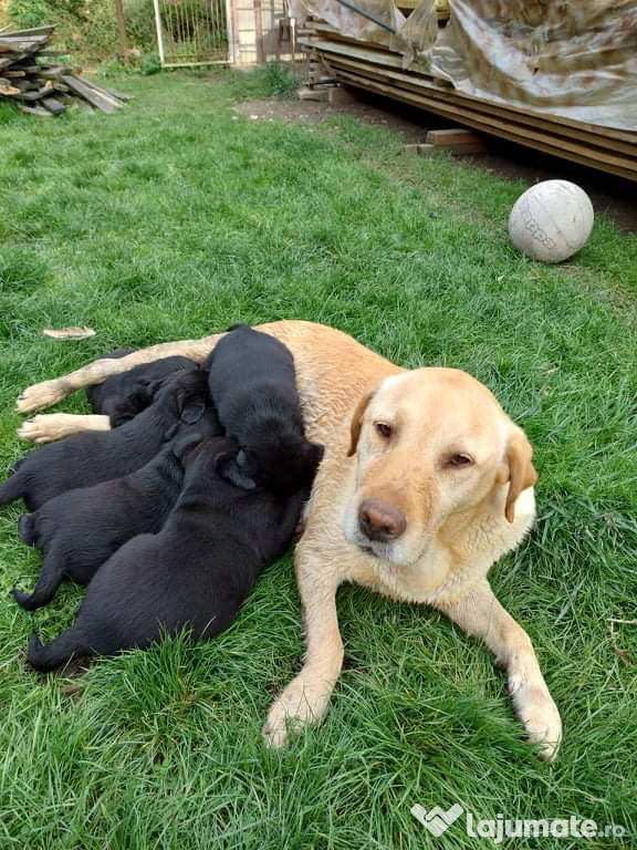 Labrador retriever