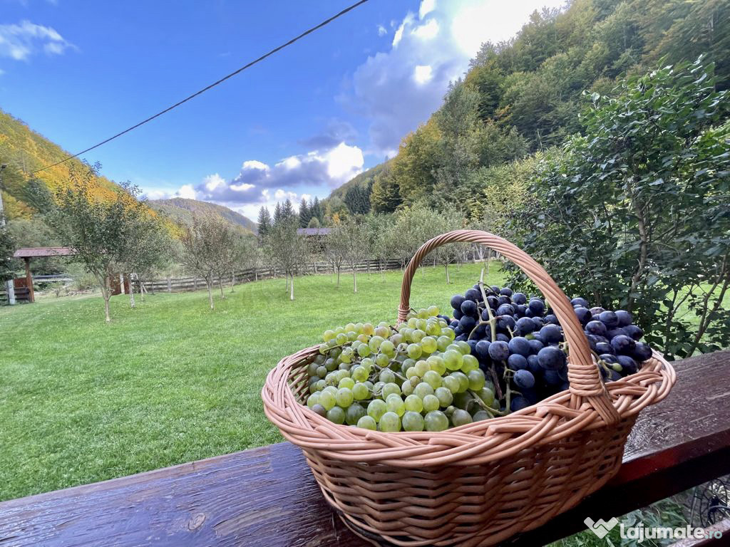 Inchiriez cabana cu ciubăr/Zeița Pădurii/Ocolis-Alba