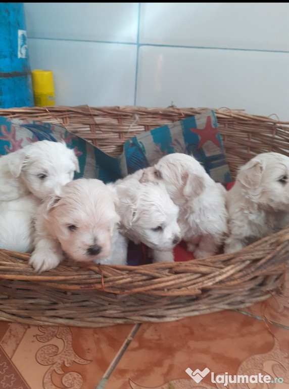 Căței bichon
