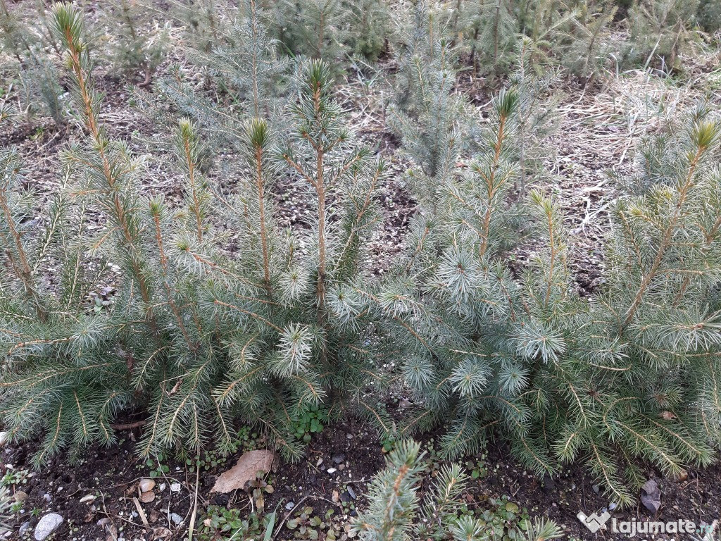 Puieti molid argintiu sarbesc- Picea omorika 4 ani
