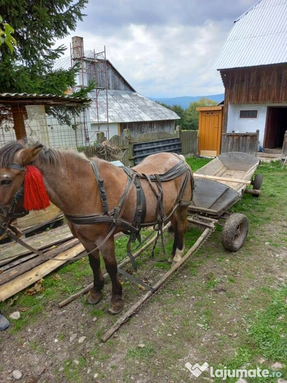 Cal cu tot cu căruța ham si la căruța se oferă cauciucucuri