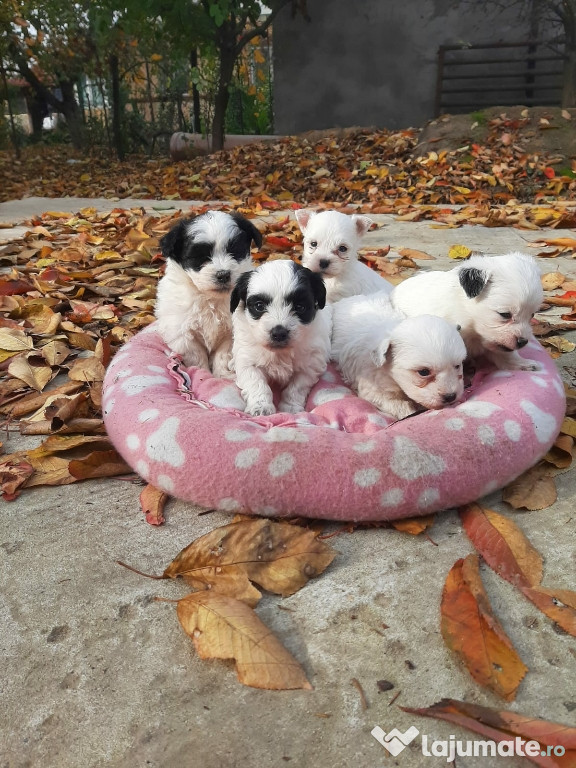 Câini Bichon Maltez!