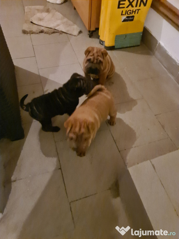 Cățelușe Shar Pei