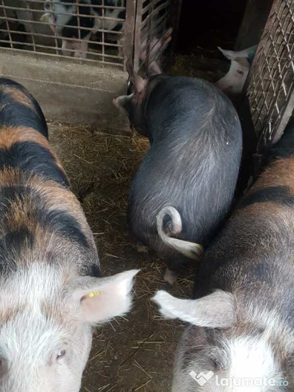 Porci grasi