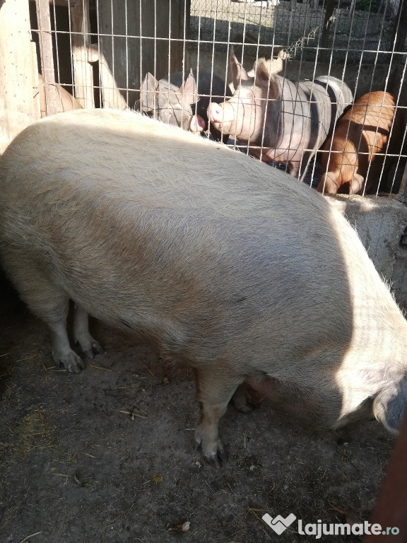 Porc cu greutatea peste 300 kg
