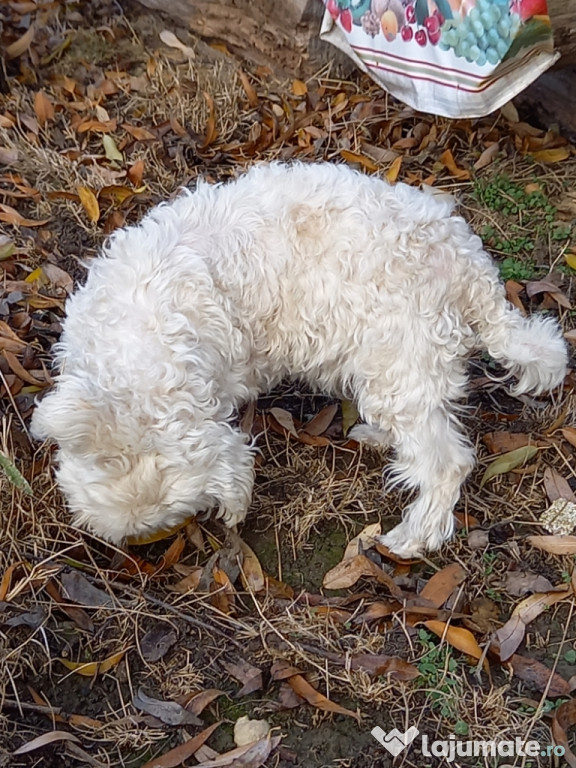 Bichon maltese femela