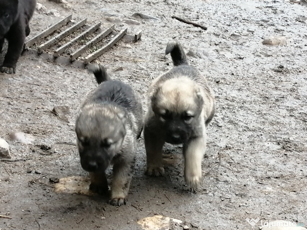 Căței kangal