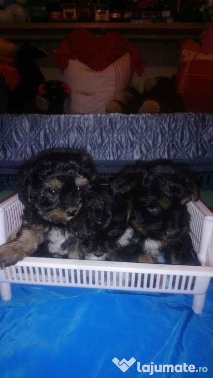 Pui yorskire cu bichon havanez doi băieți si o fetiță