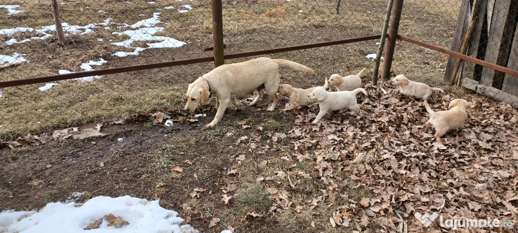 Labrador Auriu