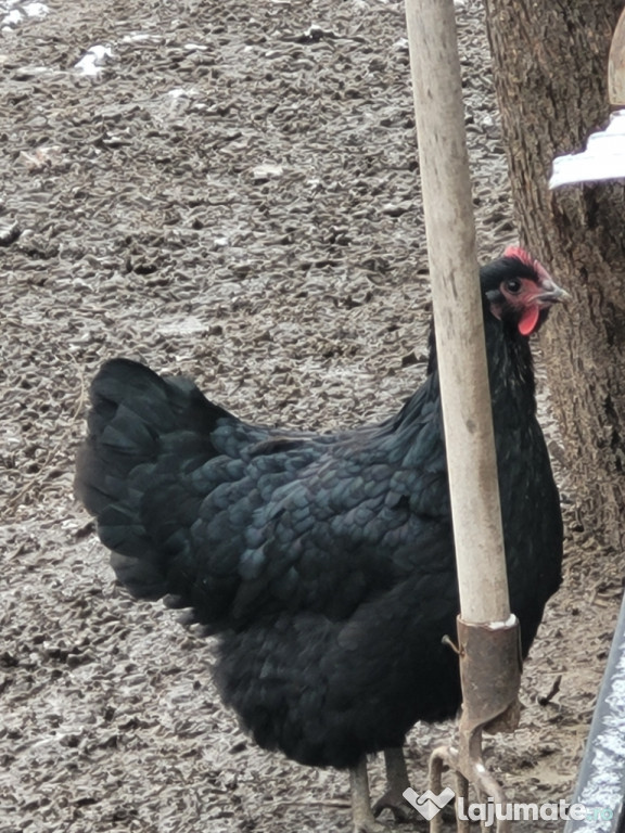 Gaini australorp