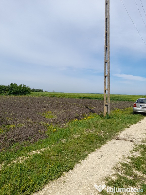 Teren intravilan in Vaceni jud. Teleorman 1561mp