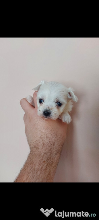 Bichon maltez mini toy