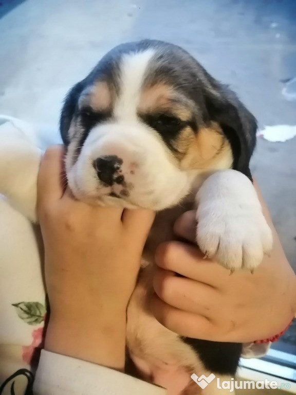 Beagle tricolor
