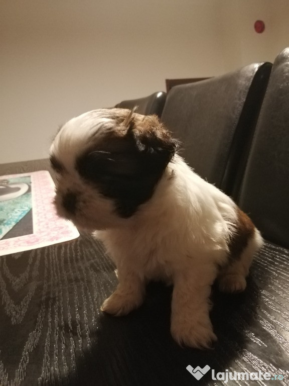 Căței shih tzu