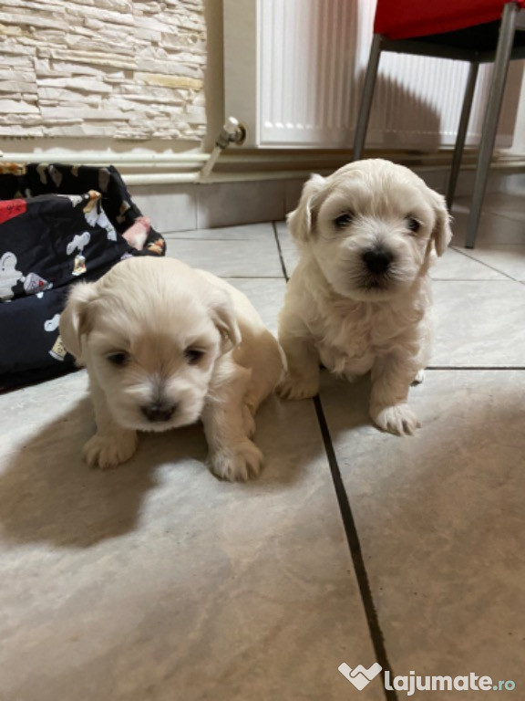 Bichon malteze