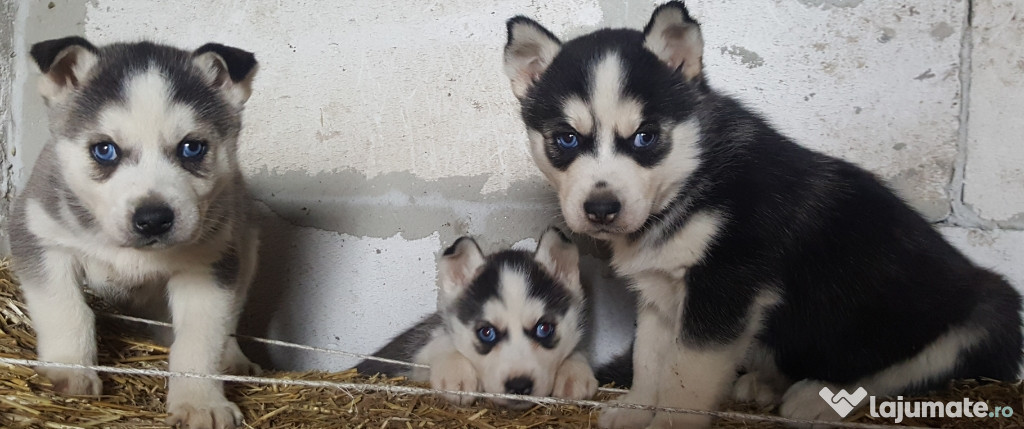 Pui Husky siberian rasa pură