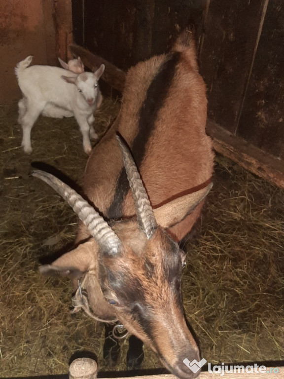 Capra alpina cu doua iedute