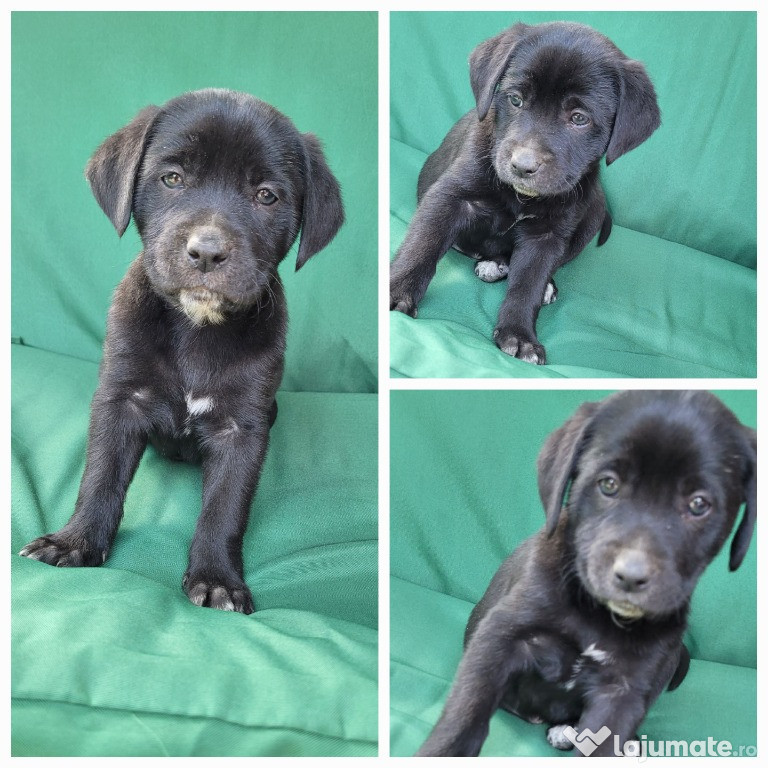 Donez cățeluși metiș labrador