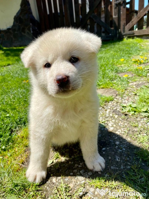 Akita Inu albi