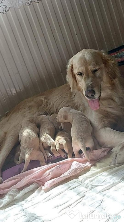 Pui Golden Retriver