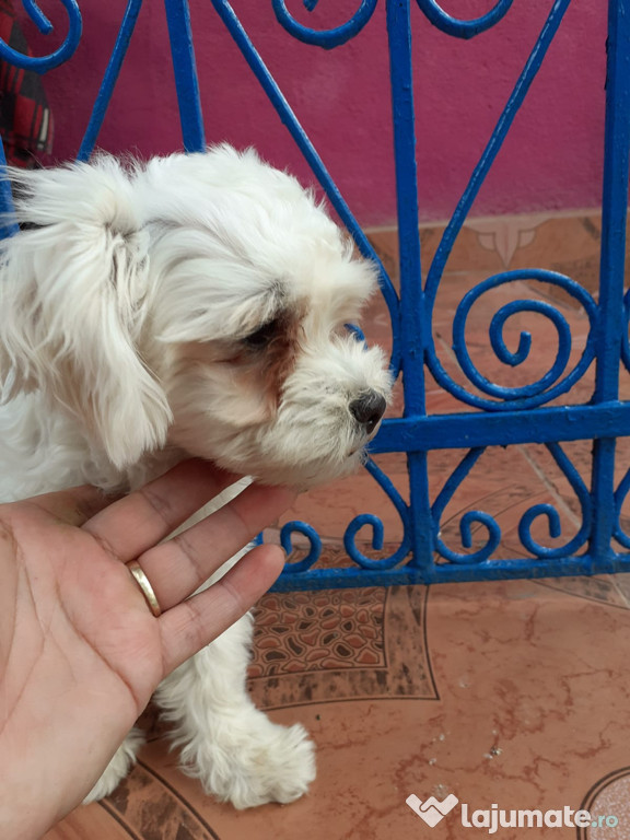 Bichon
