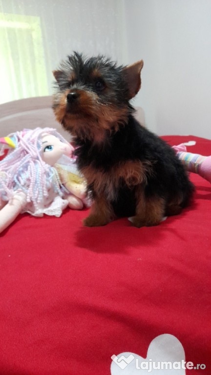 Yorkshire Terrier