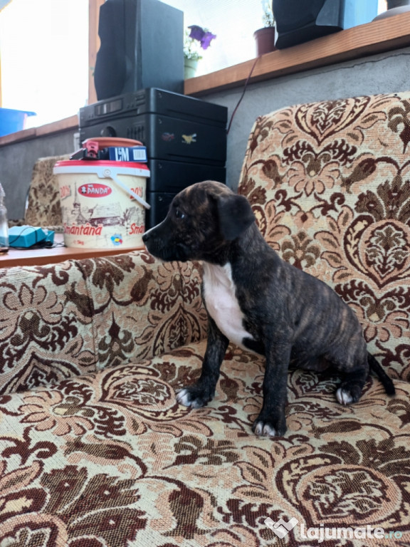 Căței amstaff