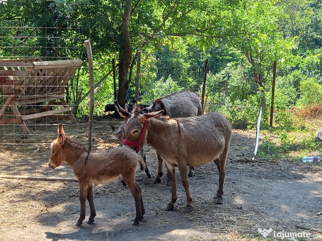 Măgărițe gestante si măgărițe ce au fătat recent