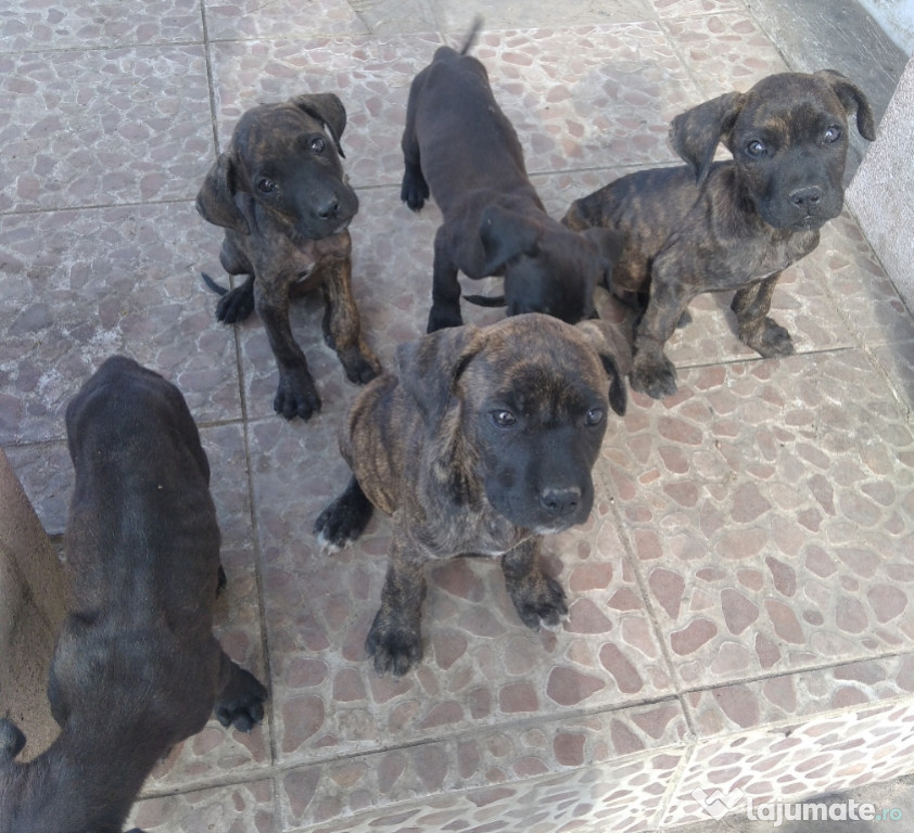 Căței Cane Corso