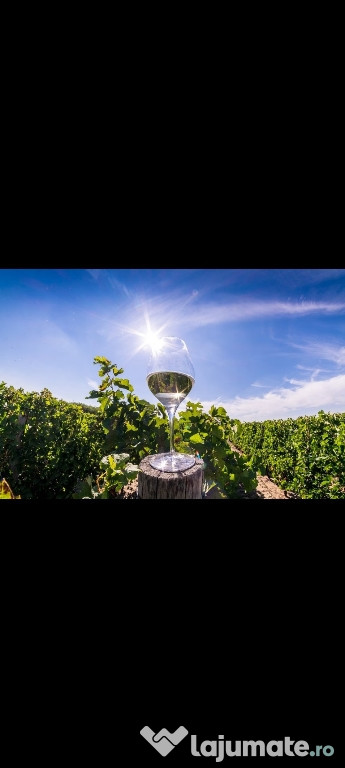 Vin din Vita Nobila - Tamaioasa Romaneasca
