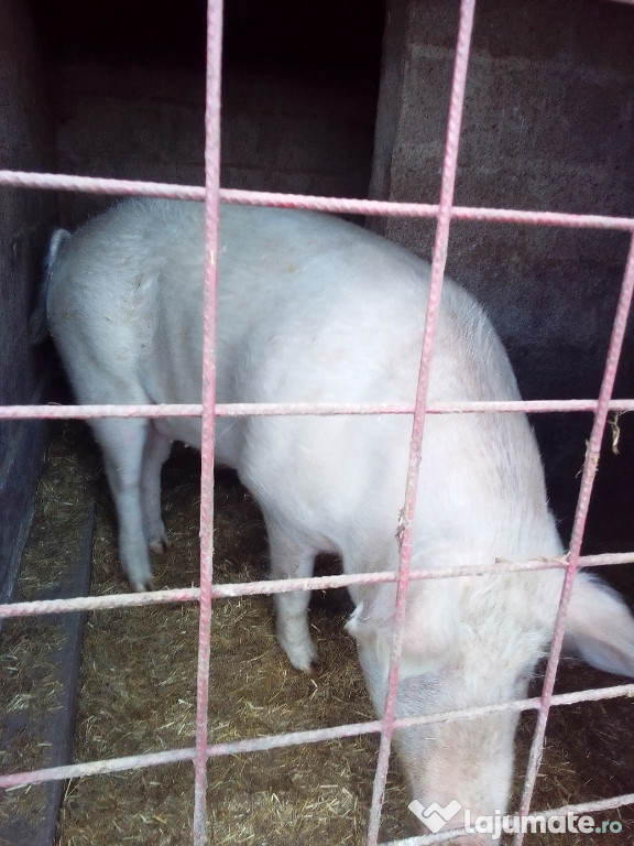 Porci de carne și Merele Alb