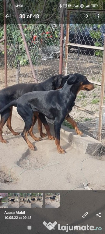 Doberman