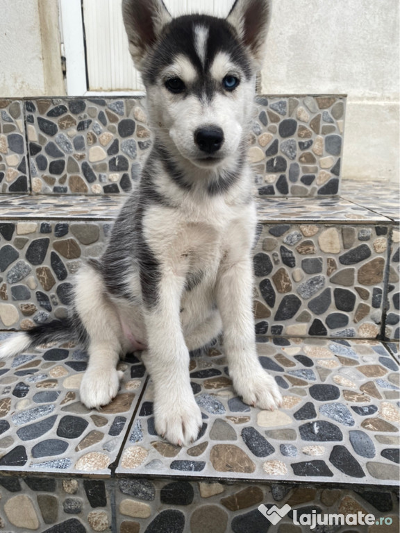 Pui husky