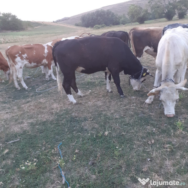Disponibil vaci juninci și tăurași