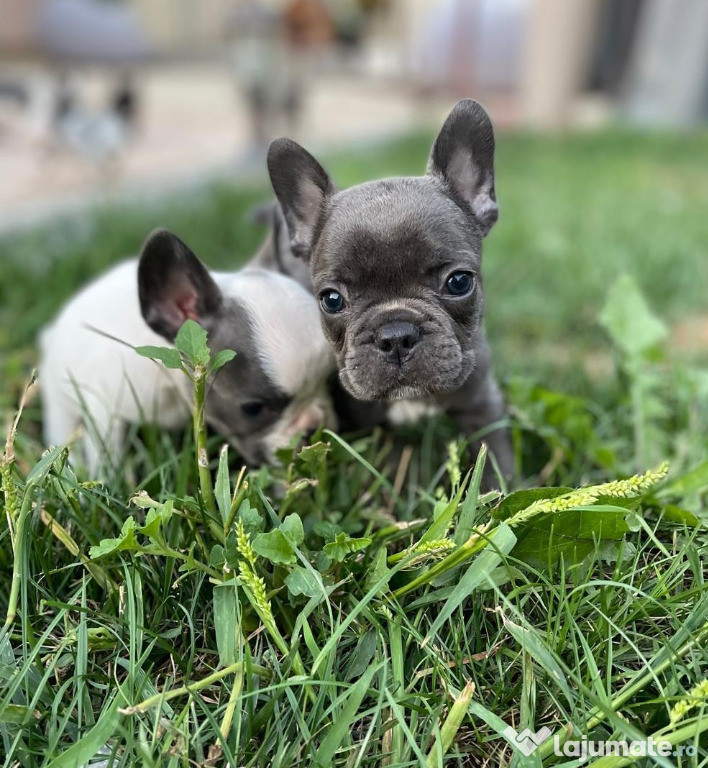 Cățeluși bulldog francez